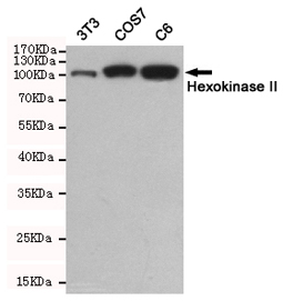 WB - Anti-Hexokinase II Antibody AP53398